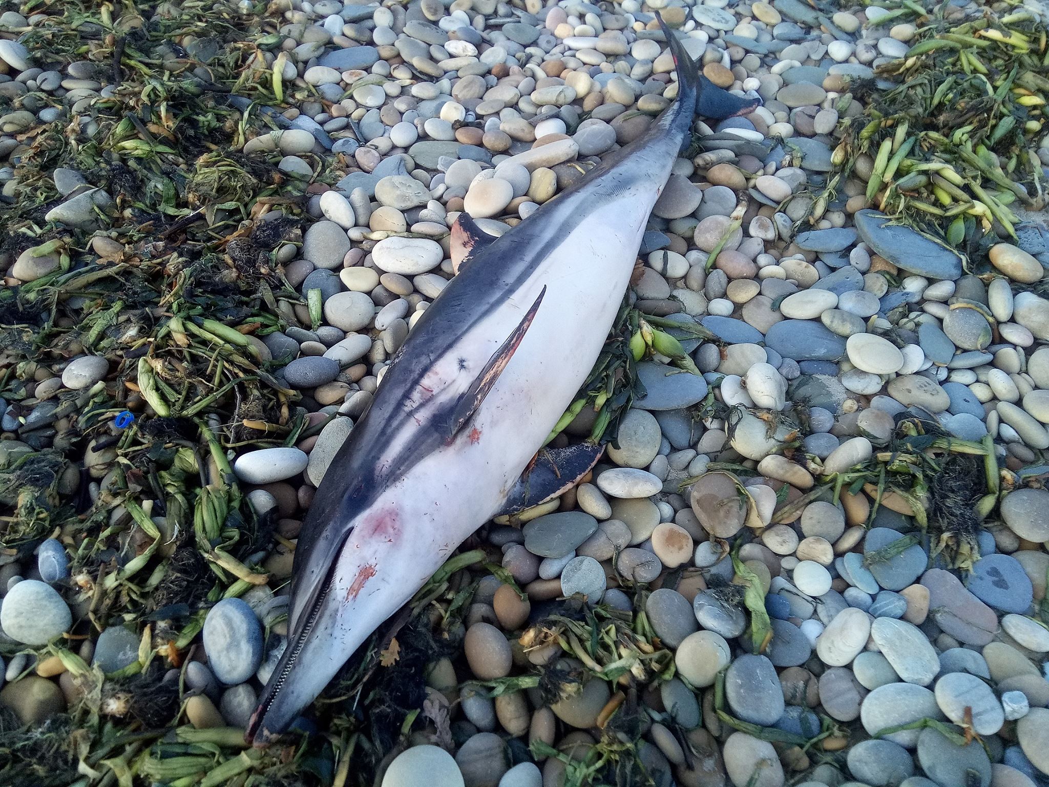 Removido golfinho arrojado na foz do rio neiva