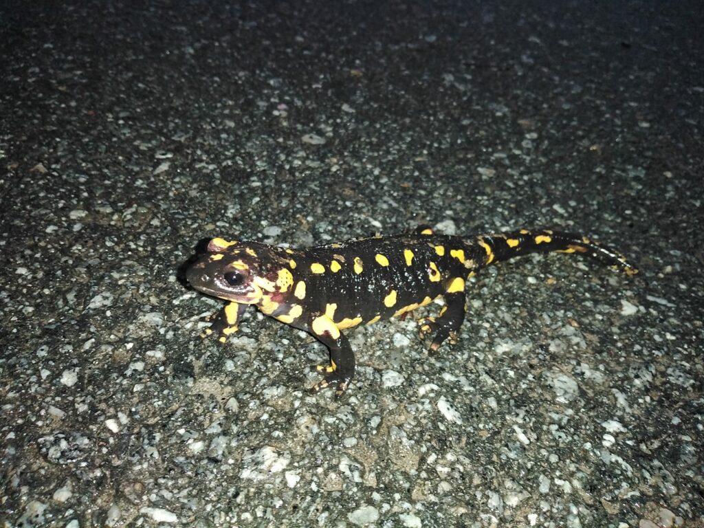 Tem avistado mais destas salamandras no minho? 6 Tem avistado mais destas salamandras no minho?