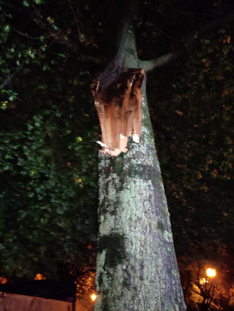 Queda de árvore danifica cinco carros em braga