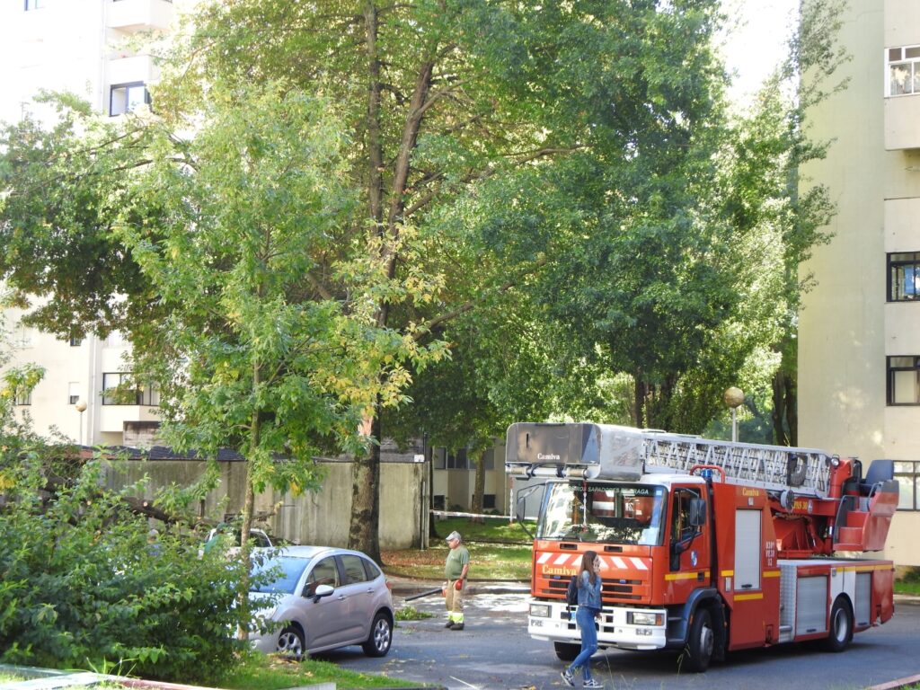 Queda de árvore danifica cinco carros em braga