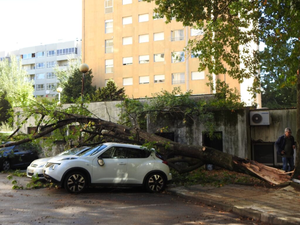 Queda de árvore danifica cinco carros em braga