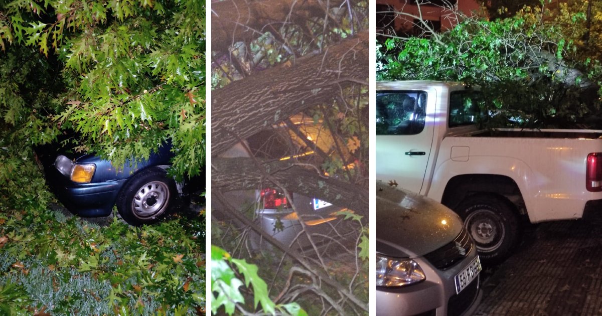 Queda de árvore danifica cinco carros em braga