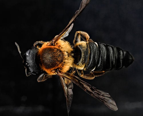 Fêmea de Megachile sculpturalis. Foto: Heagan Ahmed / USGS Bee Inventory and Monitoring Lab.