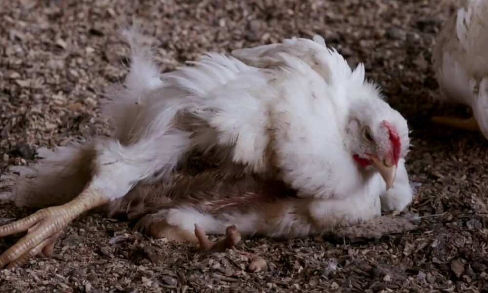 Skandal weist auf Misshandlung von Hühnern in deutschem Hof ​​hin, der Lidl beliefert
