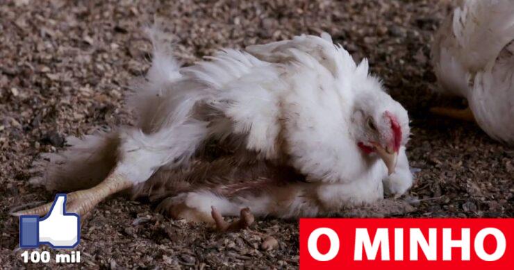 Skandal deutet auf Misshandlung von Hühnern auf einem von Lidl zur Verfügung gestellten deutschen Hof hin