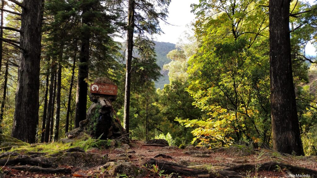 Outono chegou e as redes sociais já mostram os bosques "encantados" do gerês 9 Outono chegou e as redes sociais já mostram os bosques "encantados" do gerês