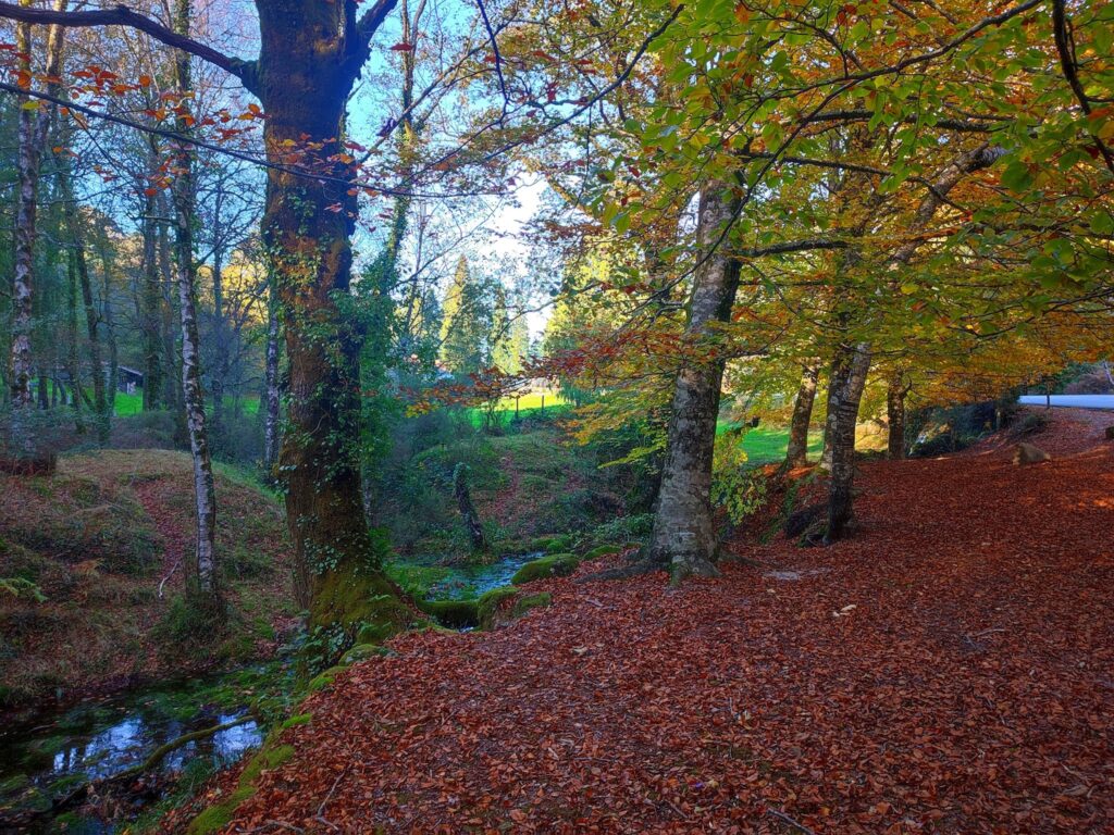 Outono chegou e as redes sociais já mostram os bosques "encantados" do gerês 27 Outono chegou e as redes sociais já mostram os bosques "encantados" do gerês