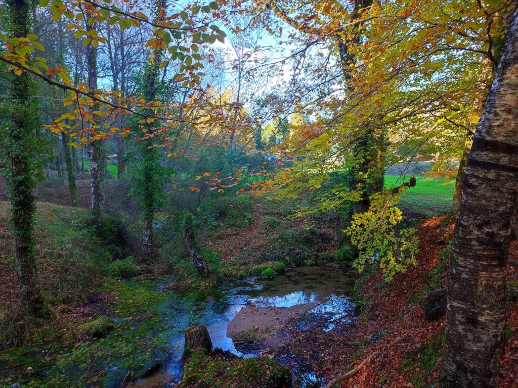 Outono chegou e as redes sociais já mostram os bosques "encantados" do gerês 17 Outono chegou e as redes sociais já mostram os bosques "encantados" do gerês