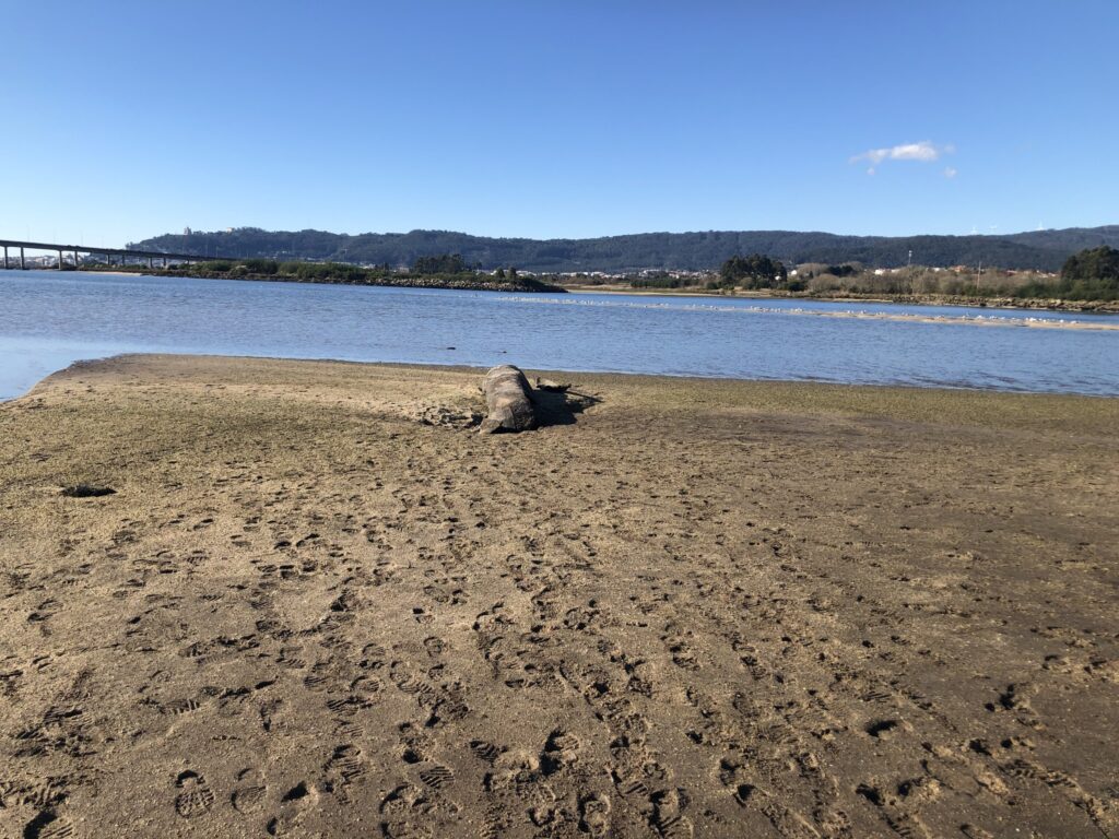 Mais um tesouro nacional. Encontrada sétima piroga no rio Lima