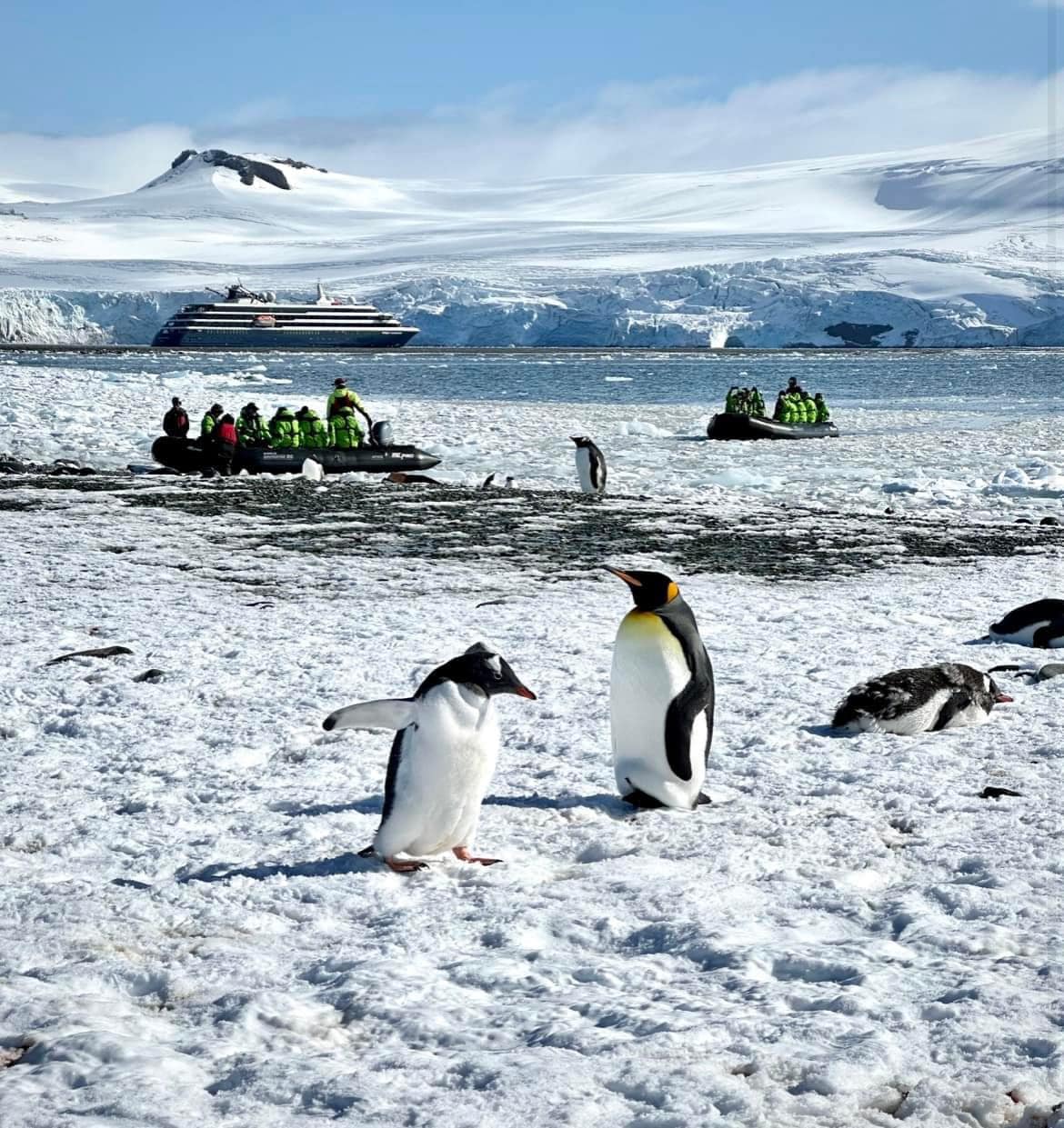 Navios oceânicos 'made in' viana despedem-se dos pinguins e das focas. "voltaremos em novembro"