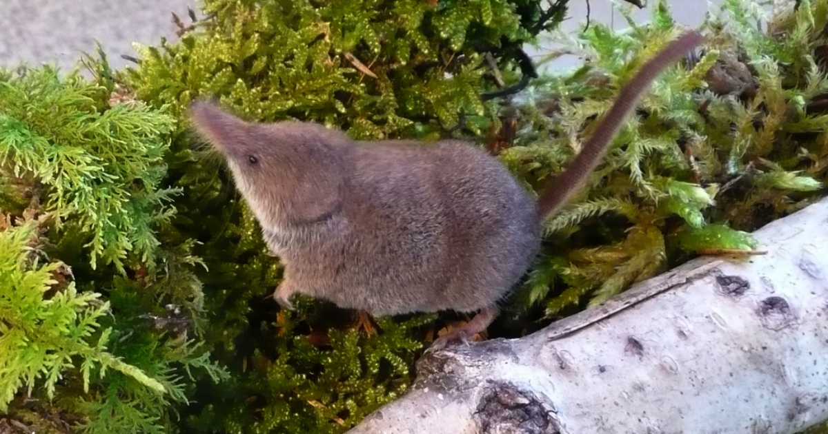 É um dos mamíferos mais pequenos do mundo e foi sinalizado em paredes de coura