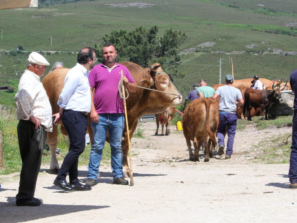 Agricultores de melgaço levaram o gado a concurso