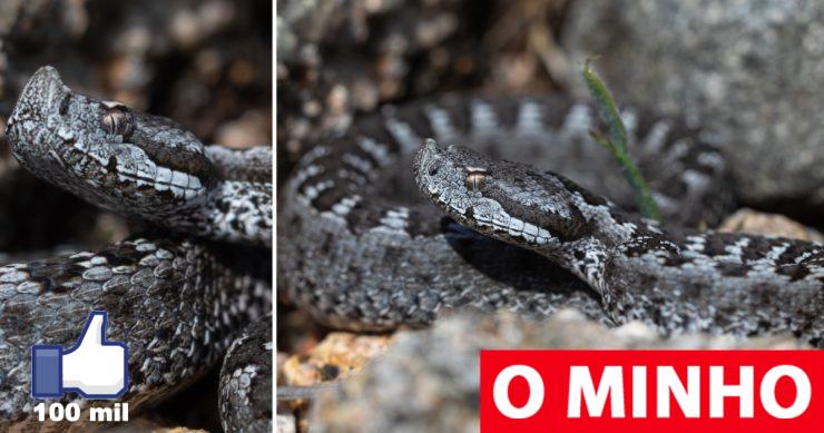 Víbora-cornuda fotografada no Gerês