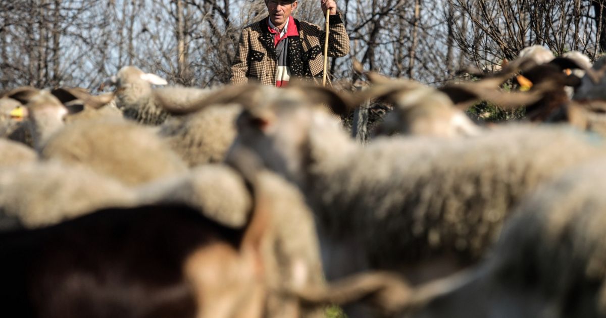 Seca e falta de cereais levam à redução de 50% dos rebanhos do norte e à extinção de 20%