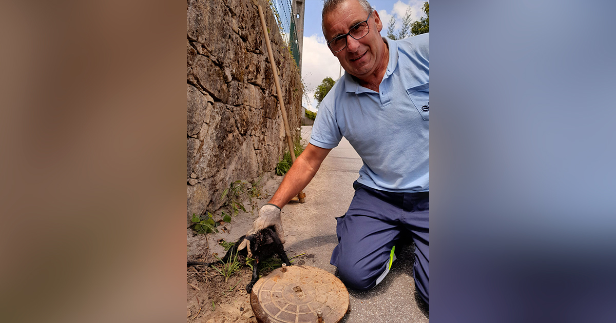 Gatinho resgatado de caixa de ramal em ponte de lima