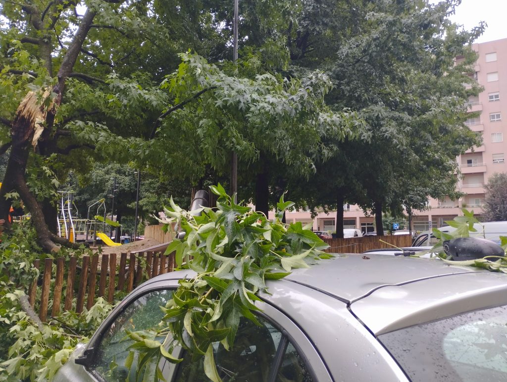Árvore racha e atinge passeio e parque infantil em braga. Há automóveis danificados 9 Árvore racha e atinge passeio e parque infantil em braga. Há automóveis danificados