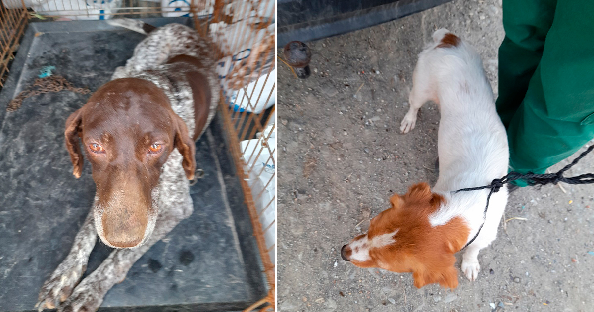 Psp recupera dois cães de raça furtados em beja