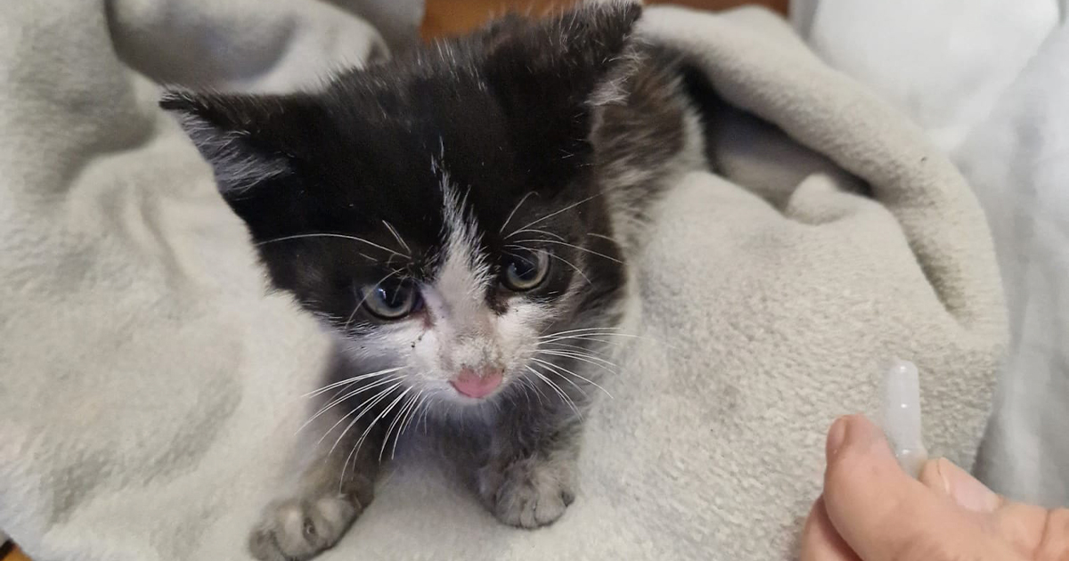 Bombeiros salvam gatinho preso em motor de carro em braga