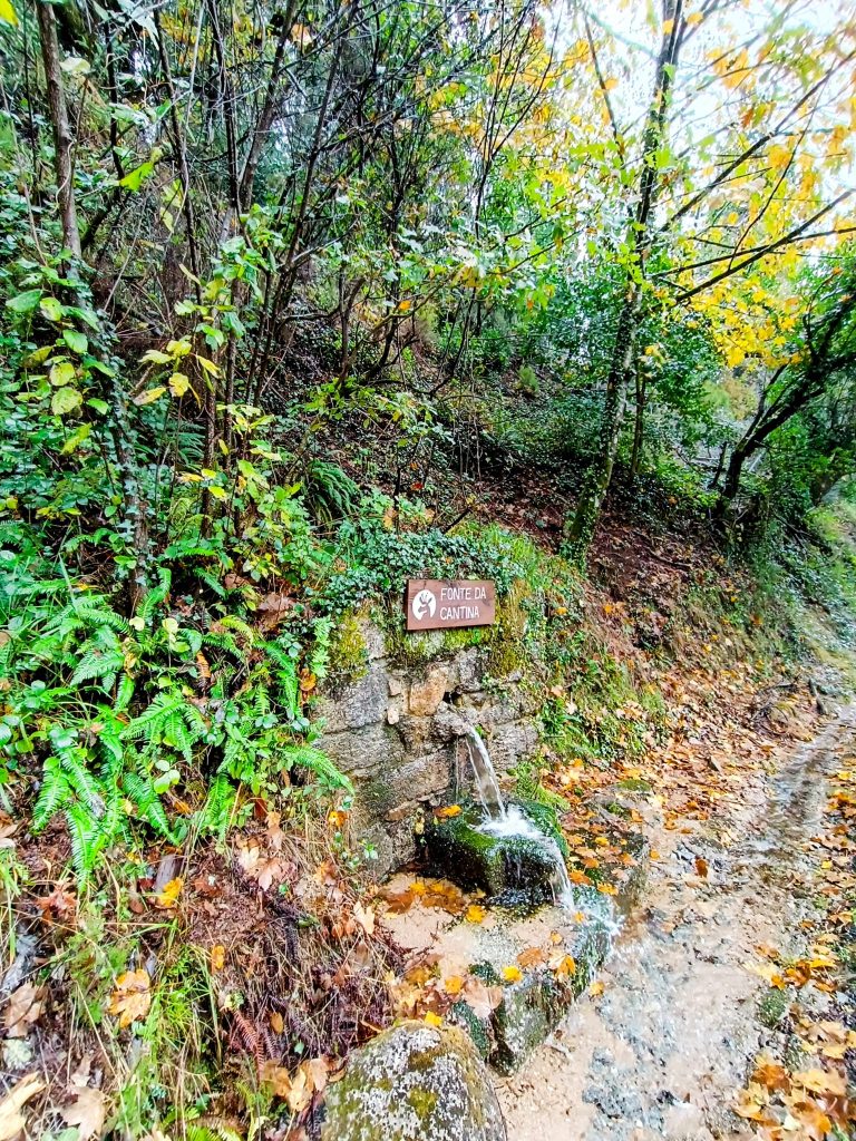 Redes sociais já mostram os bosques “encantados” do gerês no outono 10 Redes sociais já mostram os bosques “encantados” do gerês no outono