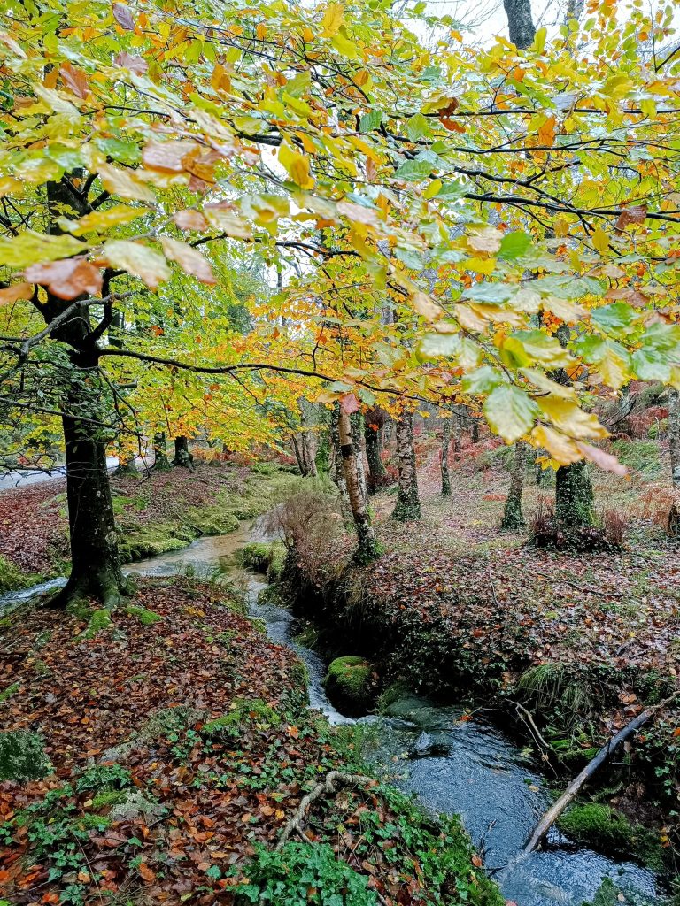 Redes sociais já mostram os bosques “encantados” do gerês no outono 16 Redes sociais já mostram os bosques “encantados” do gerês no outono