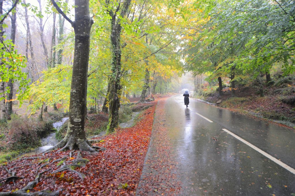 Redes sociais já mostram os bosques “encantados” do gerês no outono 25 Redes sociais já mostram os bosques “encantados” do gerês no outono