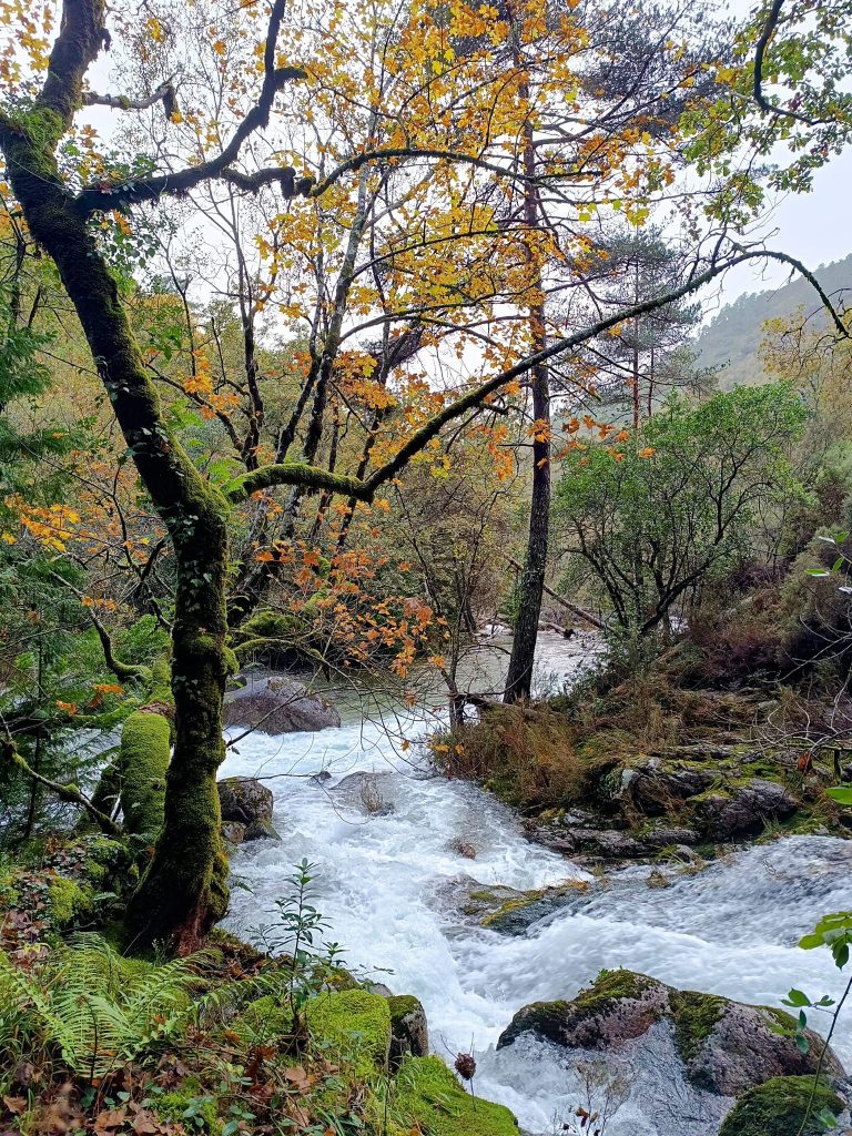 Redes sociais já mostram os bosques “encantados” do gerês no outono 8 Redes sociais já mostram os bosques “encantados” do gerês no outono