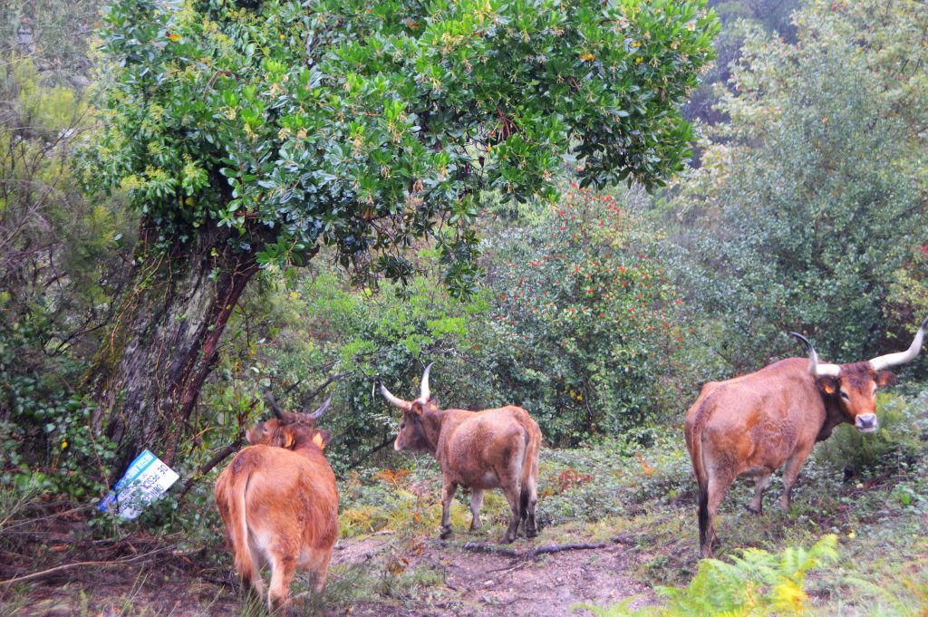 Redes sociais já mostram os bosques “encantados” do gerês no outono 35 Redes sociais já mostram os bosques “encantados” do gerês no outono