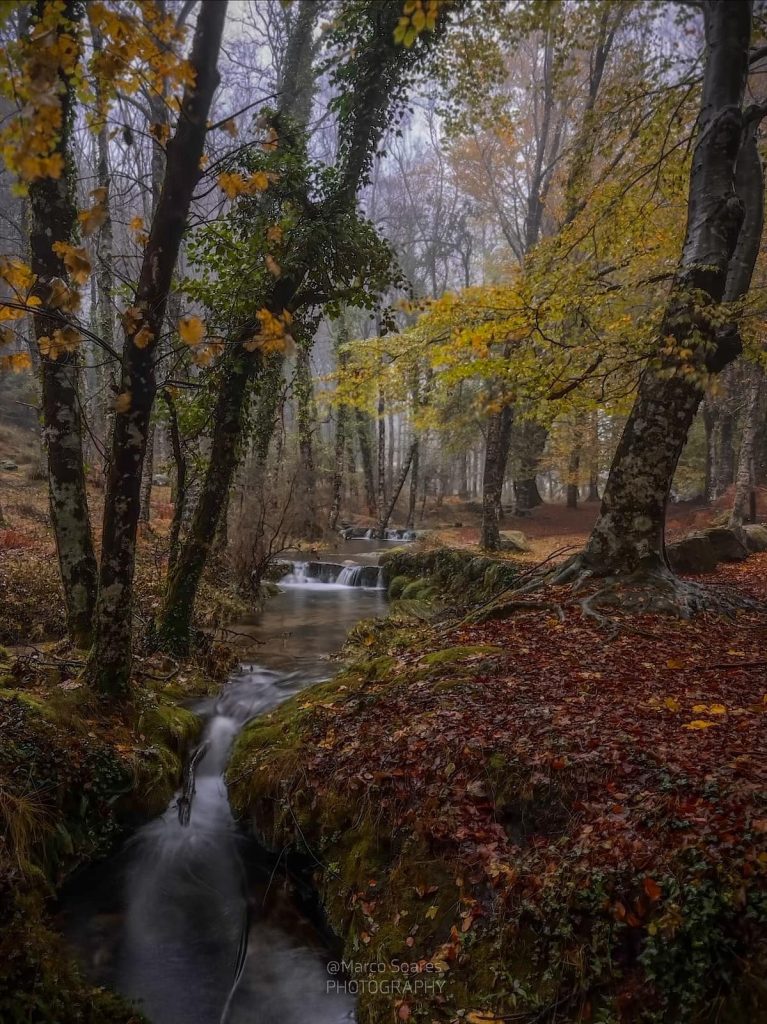 Redes sociais já mostram os bosques “encantados” do gerês no outono 31 Redes sociais já mostram os bosques “encantados” do gerês no outono