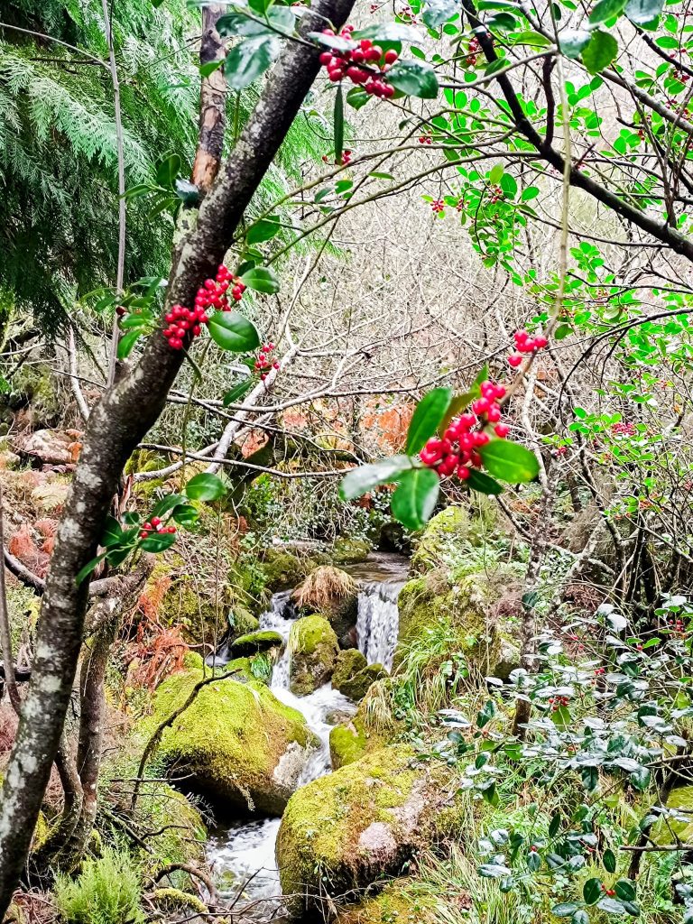 Redes sociais já mostram os bosques “encantados” do gerês no outono 13 Redes sociais já mostram os bosques “encantados” do gerês no outono