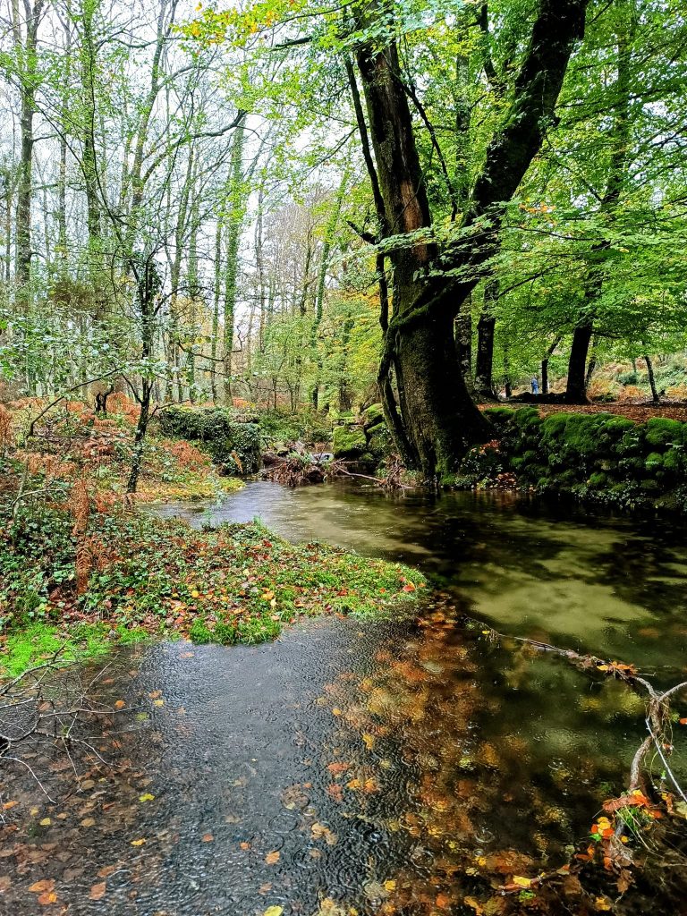 Redes sociais já mostram os bosques “encantados” do gerês no outono 38 Redes sociais já mostram os bosques “encantados” do gerês no outono