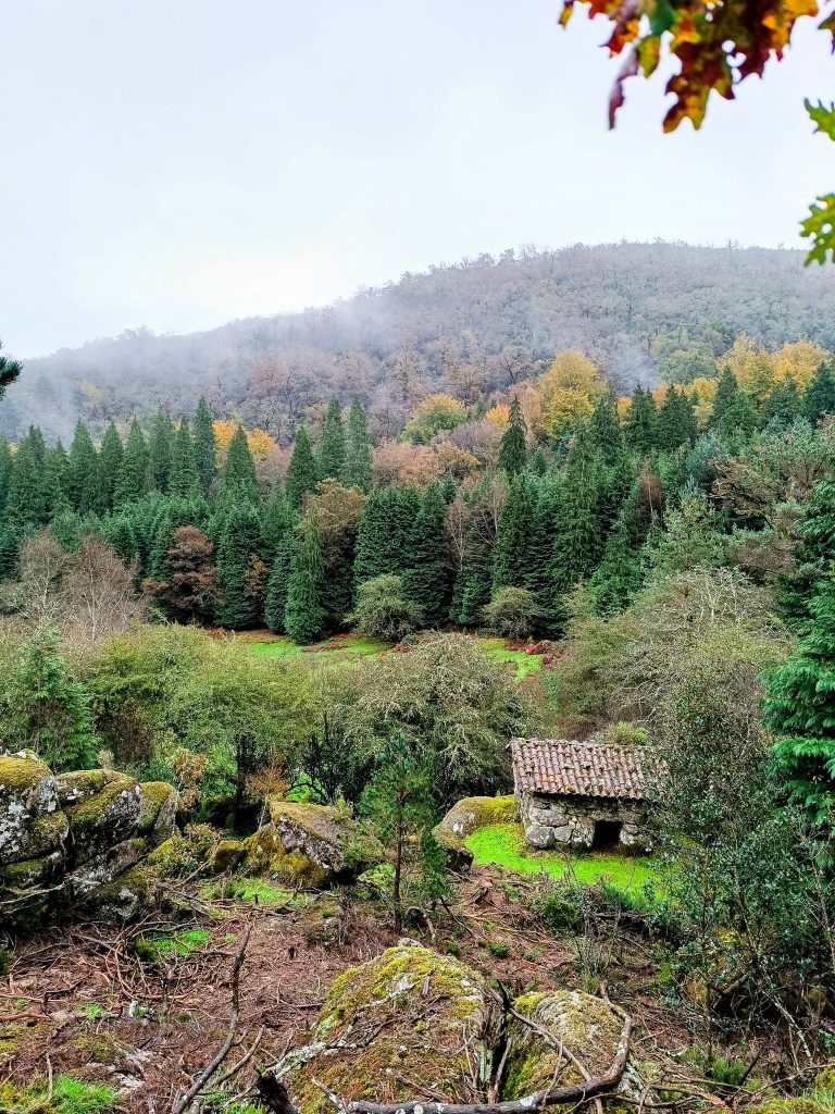 Redes sociais já mostram os bosques “encantados” do gerês no outono 9 Redes sociais já mostram os bosques “encantados” do gerês no outono
