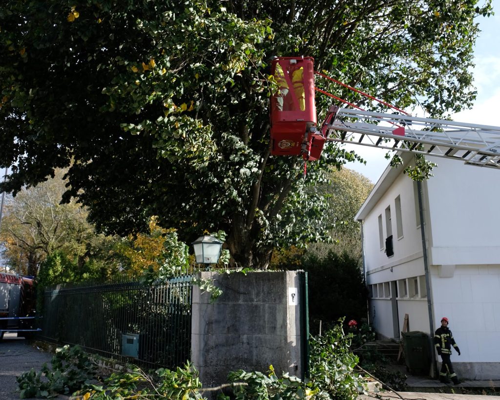 Árvore de grande porte em risco de queda foi abatida em viana do castelo 11 Árvore de grande porte em risco de queda foi abatida em viana do castelo