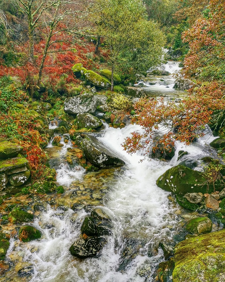 Redes sociais já mostram os bosques “encantados” do gerês no outono 37 Redes sociais já mostram os bosques “encantados” do gerês no outono