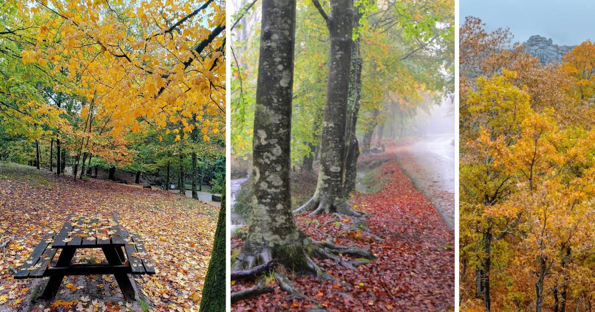 Redes sociais já mostram os bosques “encantados” do gerês no outono
