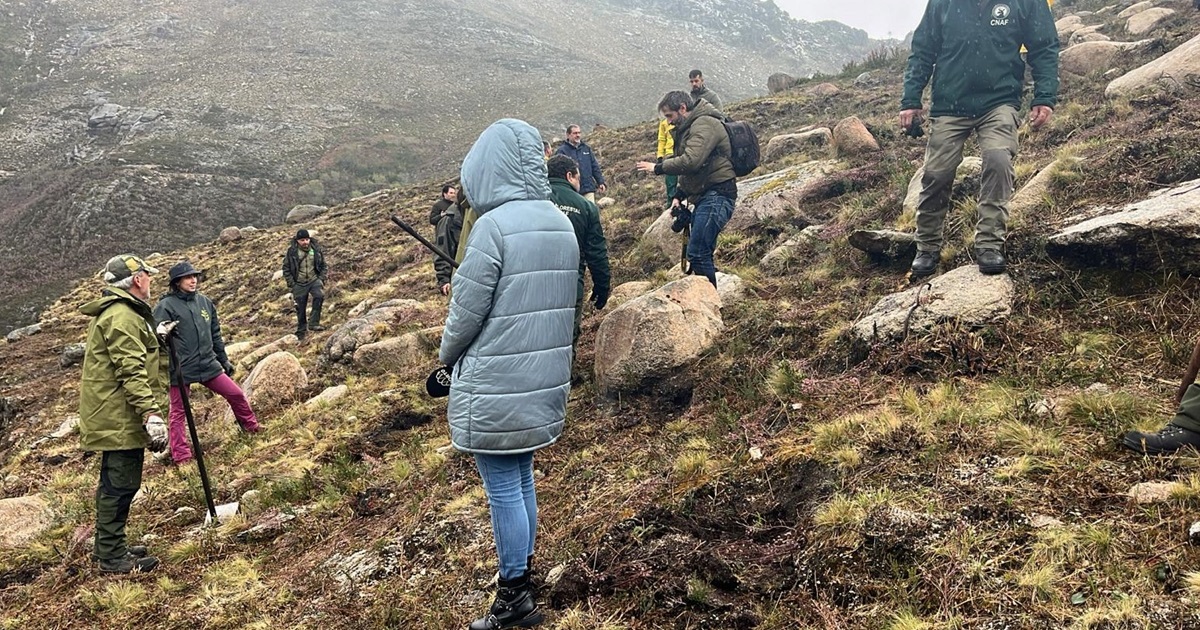 Mil pinheiros plantados na serra do xurés