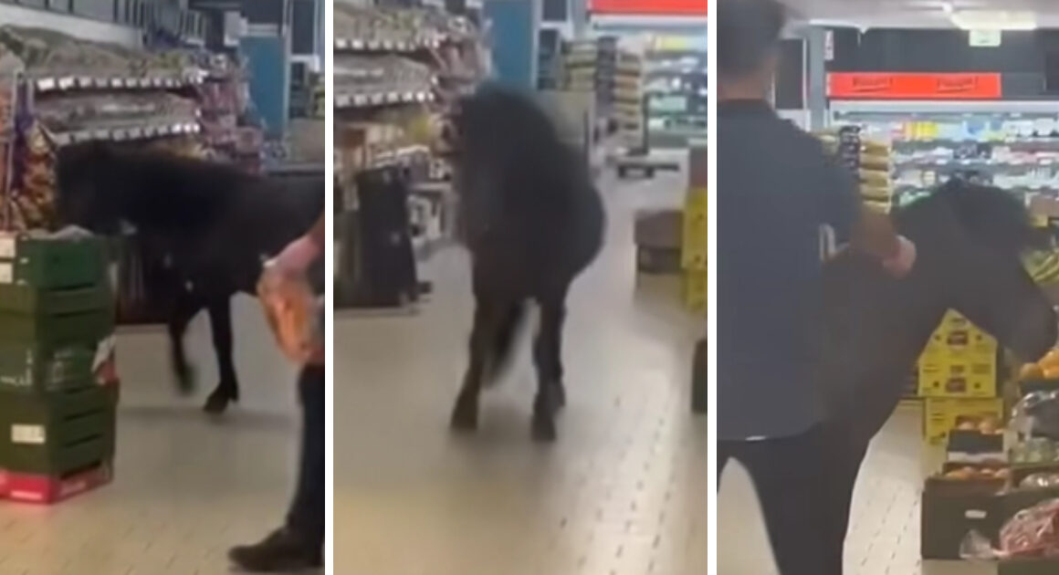 Pónei entra em supermercado para comer legumes