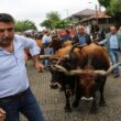 Animais benzidos a mais de 750 metros de altitude em vila verde