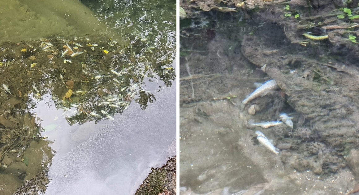 Dezenas de peixes mortos no rio este em braga (e a culpa pode ser da lavagem de piscinas)