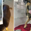 Cão maltratado em viana aparece "misteriosamente" à porta de clínica veterinária
