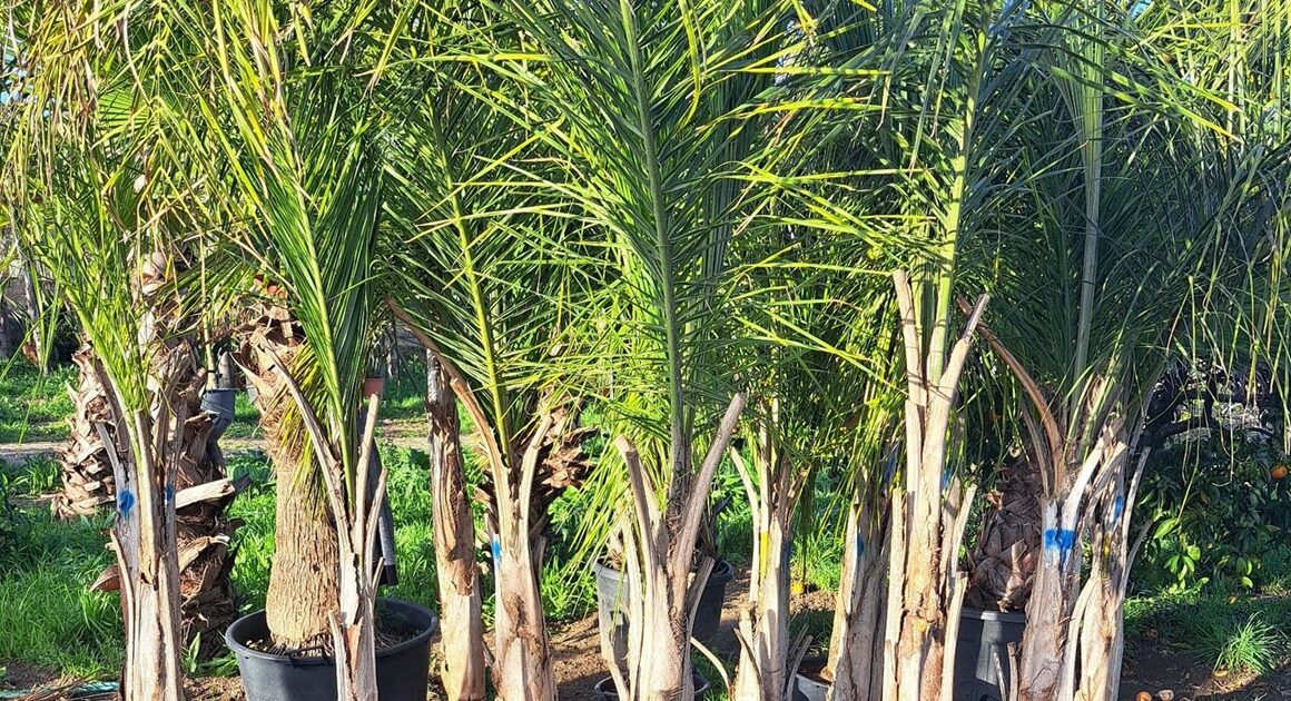 Furta 600 euros em plantas de horto em famalicão