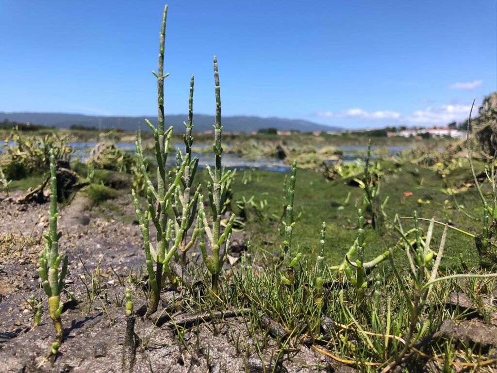 Esta planta anã é muito rara e foi descoberta em viana do castelo 12 Esta planta anã é muito rara e foi descoberta em viana do castelo