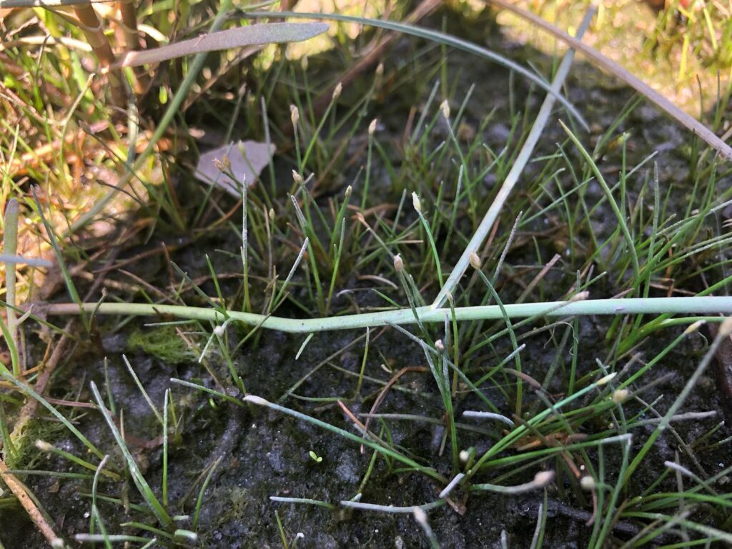 Esta planta anã é muito rara e foi descoberta em viana do castelo 13 Esta planta anã é muito rara e foi descoberta em viana do castelo