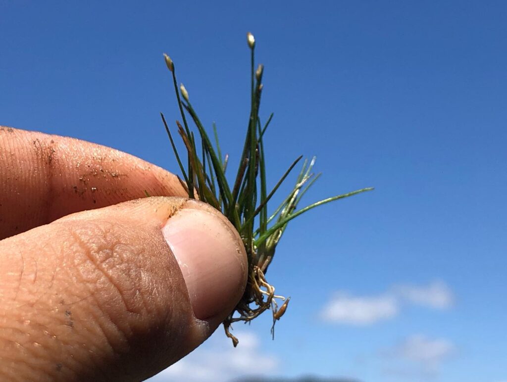 Esta planta anã é muito rara e foi descoberta em viana do castelo 14 Esta planta anã é muito rara e foi descoberta em viana do castelo