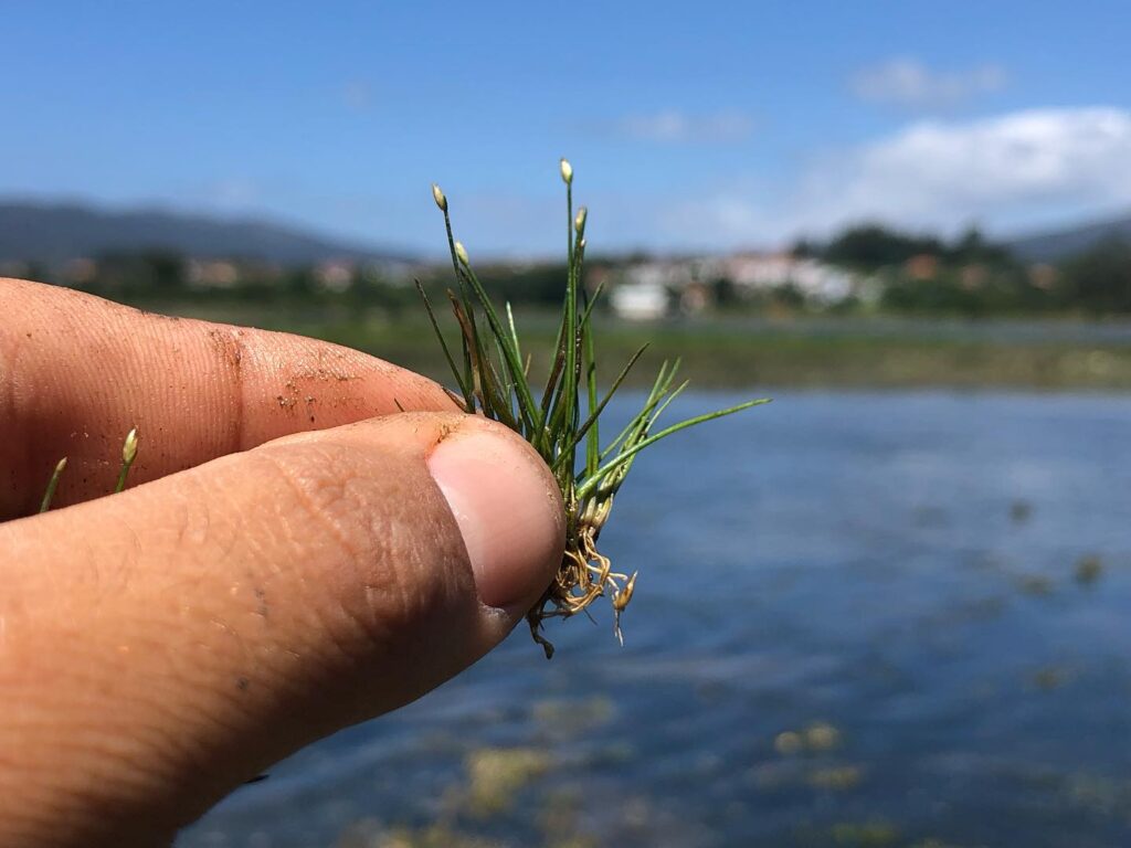Esta planta anã é muito rara e foi descoberta em viana do castelo 6 Esta planta anã é muito rara e foi descoberta em viana do castelo