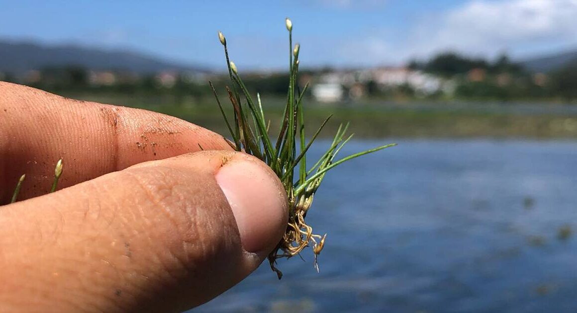 Esta planta anã é muito rara e foi descoberta em viana do castelo