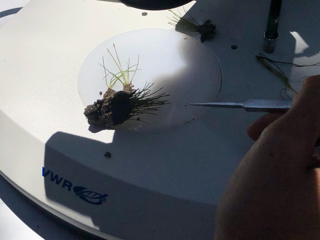 Esta planta anã é muito rara e foi descoberta em viana do castelo 11 Esta planta anã é muito rara e foi descoberta em viana do castelo