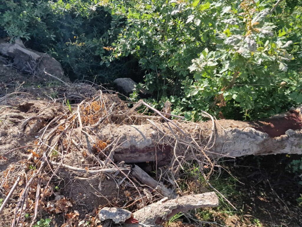 Sobreiros abatidos ilegalmente em fafe para construir 18 casas 10 Sobreiros abatidos ilegalmente em fafe para construir 18 casas