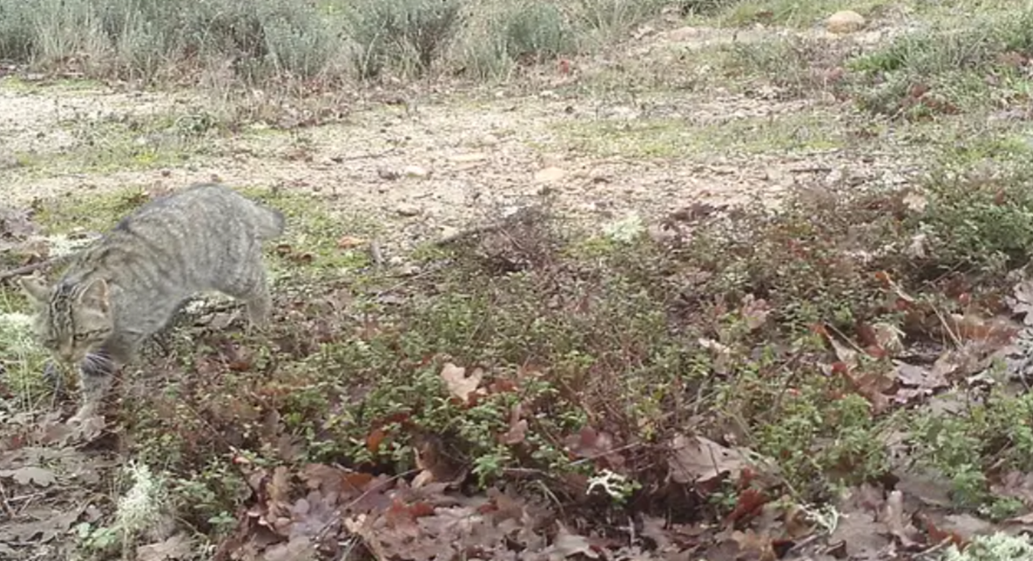 Pela primeira vez em 30 anos foi registado um gato-bravo no vale do côa
