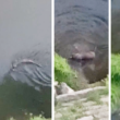 Lontra filmada a comer uma cobra no rio cávado em barcelos