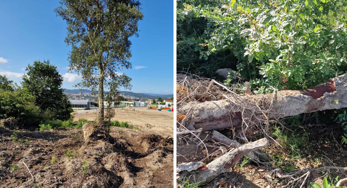Sobreiros abatidos ilegalmente em fafe para construir 18 casas